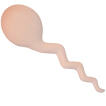 Sperm Stress Toy