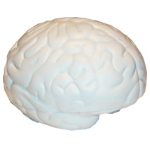 Small Brain Stress Toy