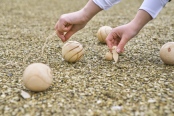 Wooden Ball Game 6