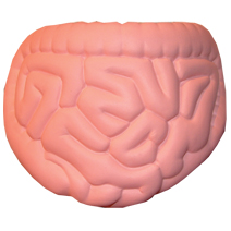 Intestine Stress Toy