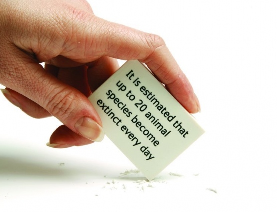 Promotional Erasers Deliver a Sobering Message About Extinction for the Natural History Museum #CleverPromoGifts
