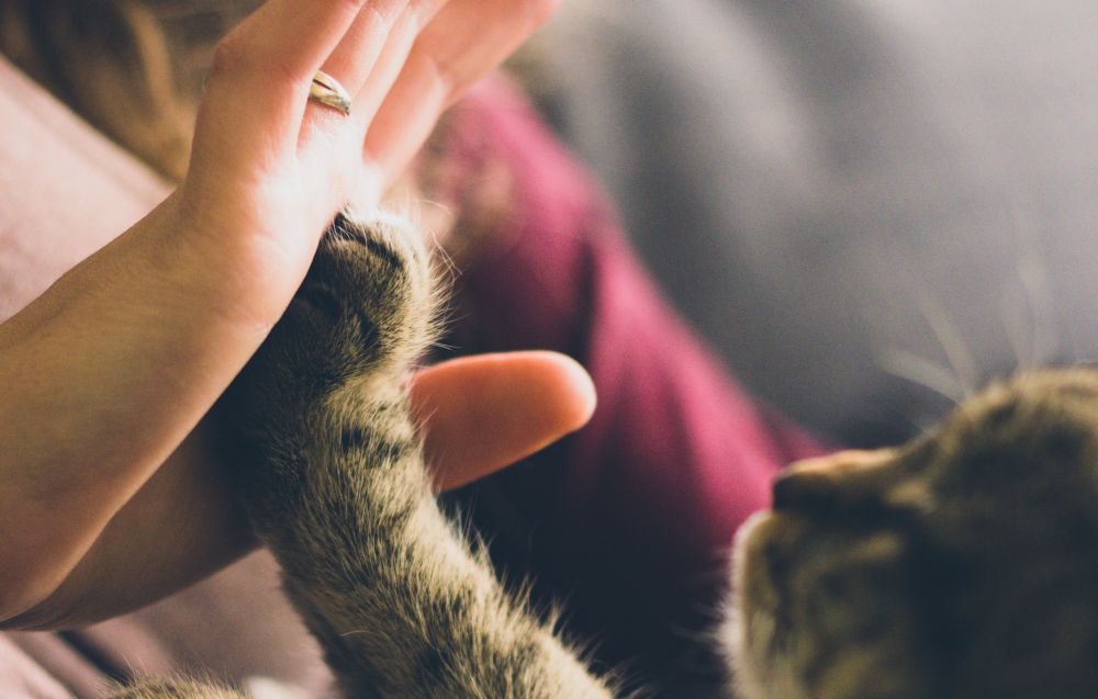 Hand and paw high five